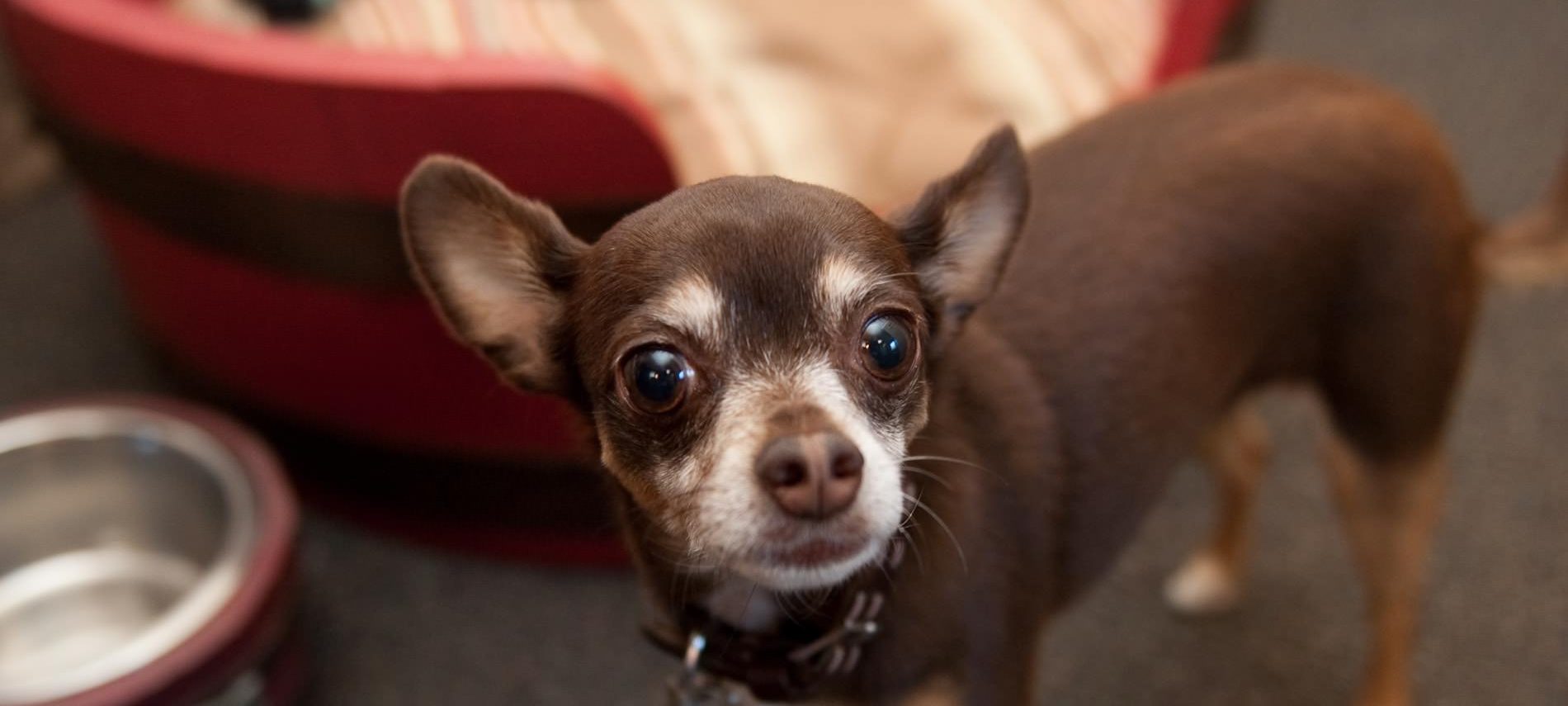 Pet Friendly Hotel Fortuna Ca The Redwood Riverwalk, a Boutique Mote