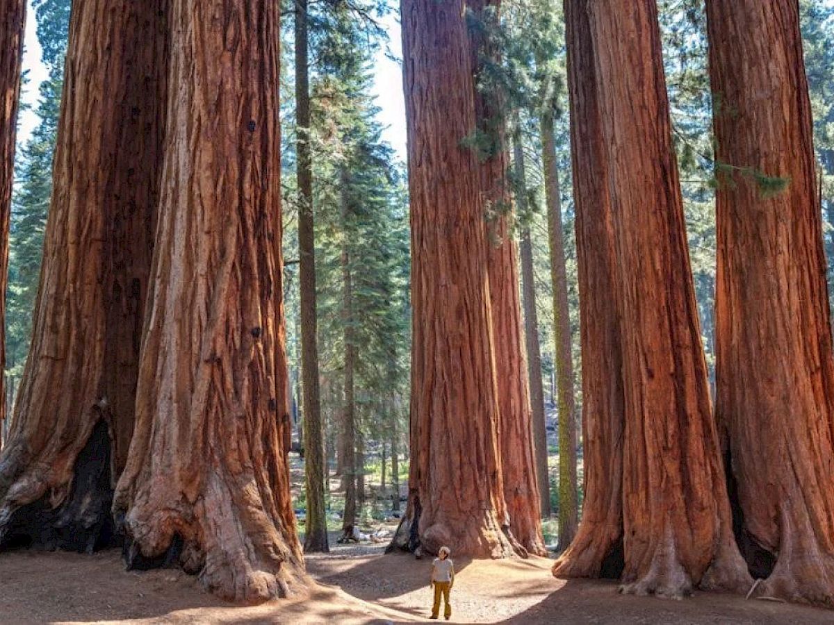 The Redwood Riverwalk, A Boutique Motel